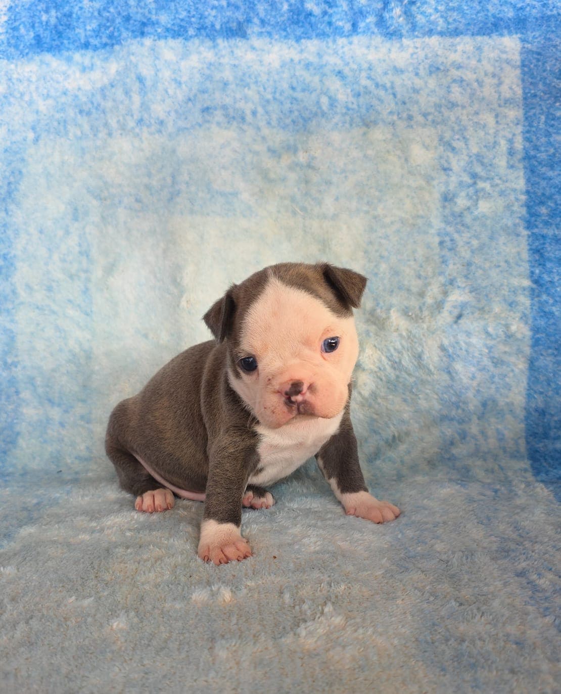 Fito — Boston Terrier