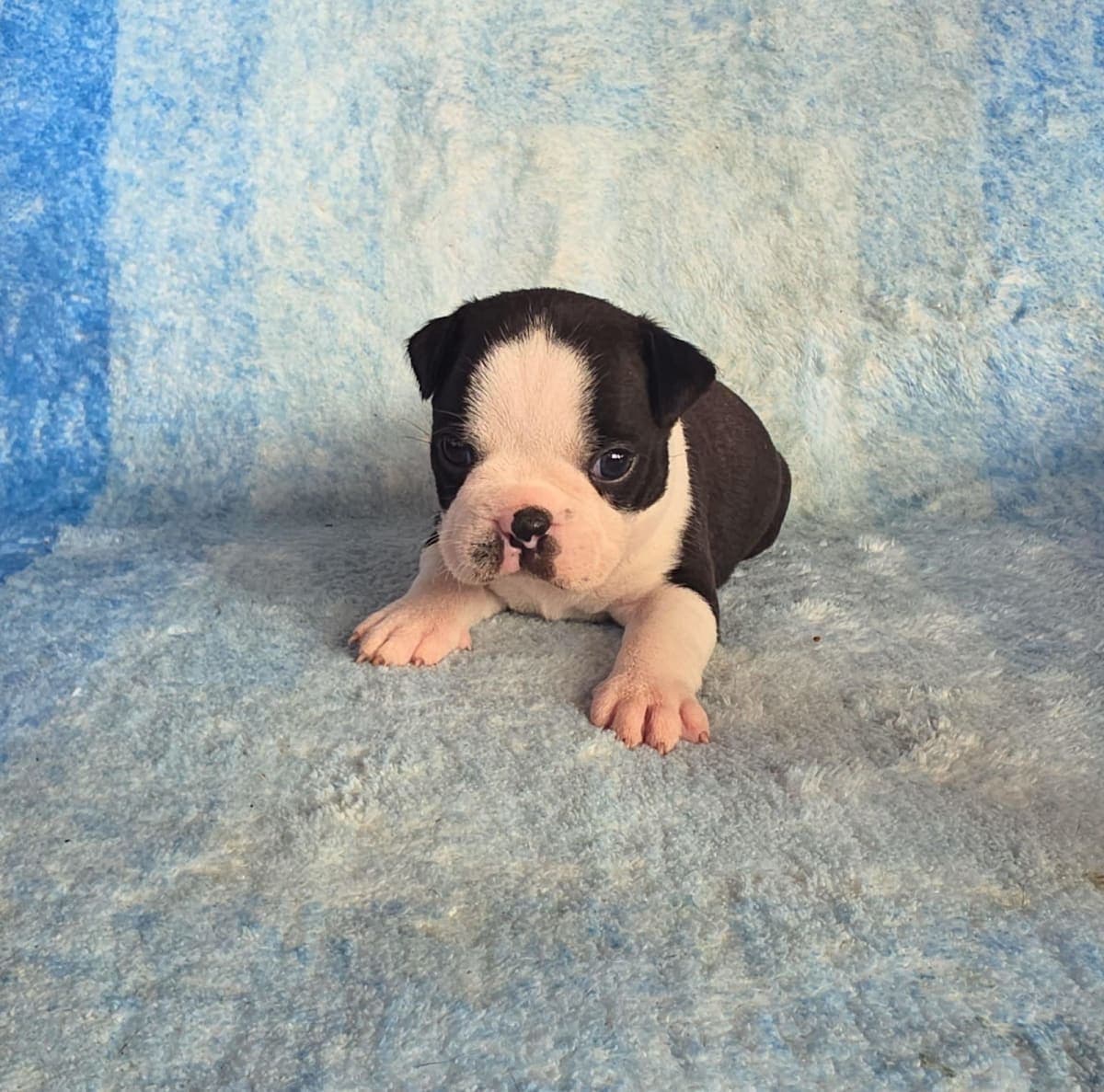 Cuqui — Boston Terrier