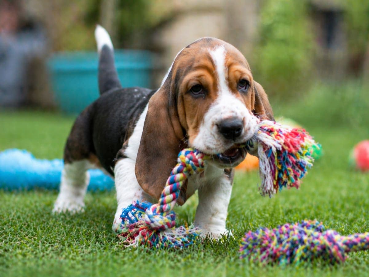 Basset Hound: 6 Razones por las que esta raza conquista cualquier hogar