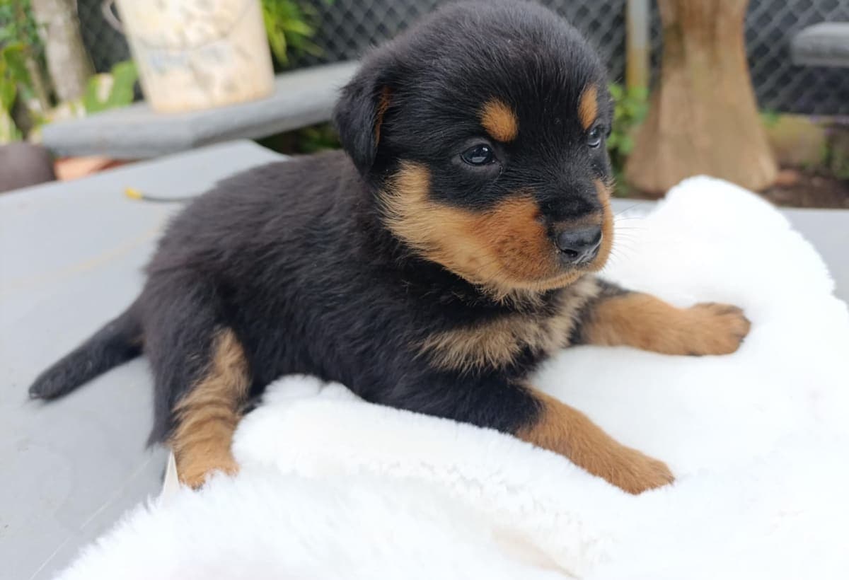 Jade — Rottweiler